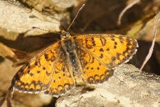 Herminia cribruamlis - Frittenschmetterling (Freyers Perlmutterfalter)